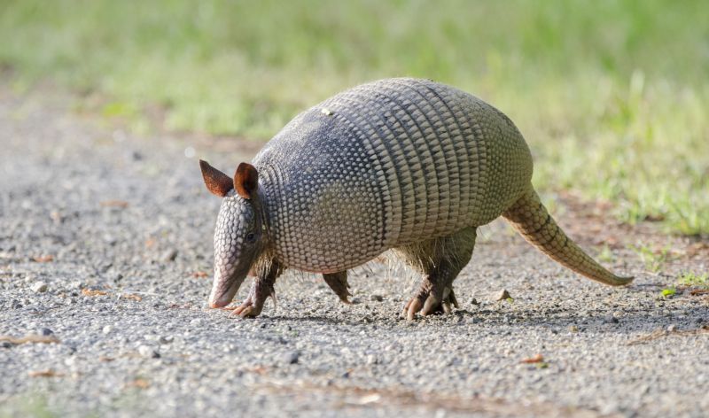 Armadillo Control Service