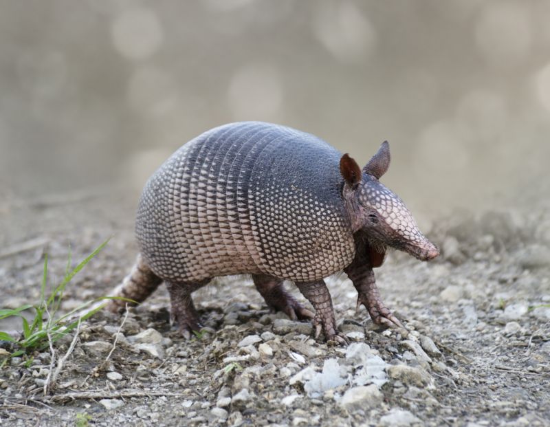 Armadillo Control Service