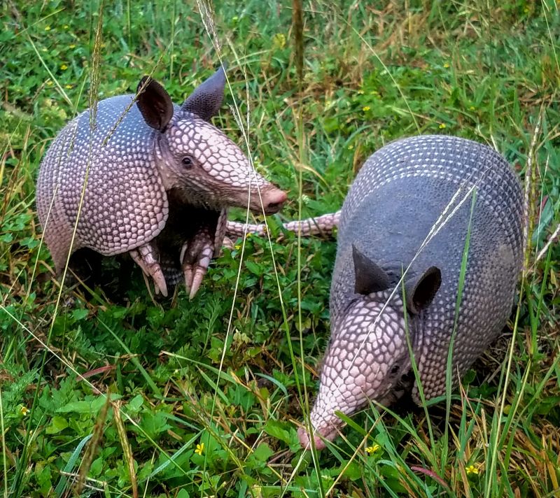 Armadillo Control Service