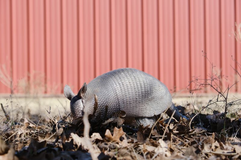 Armadillo Control Service