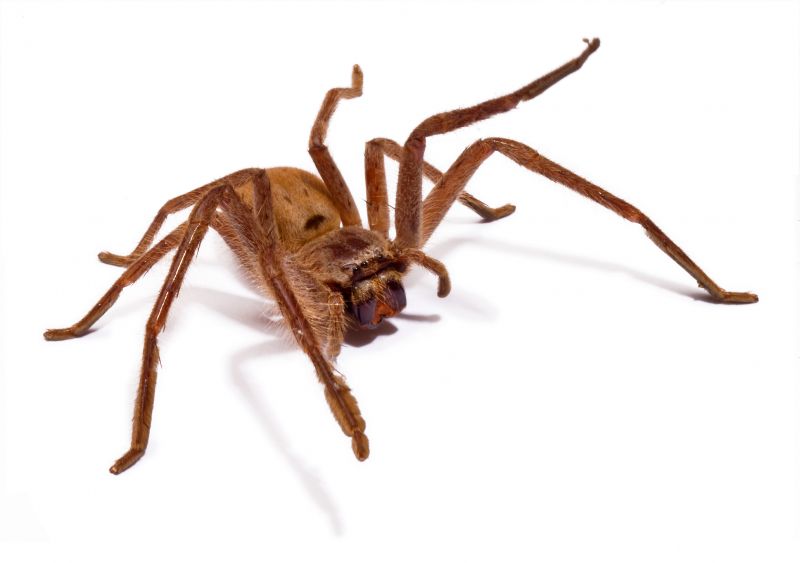 Common Spiders Extermination in Fort Worth, TX