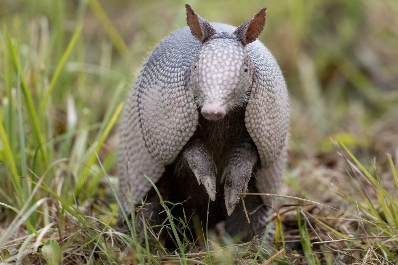 How Armadillos Create Sinkholes And Uneven Ground