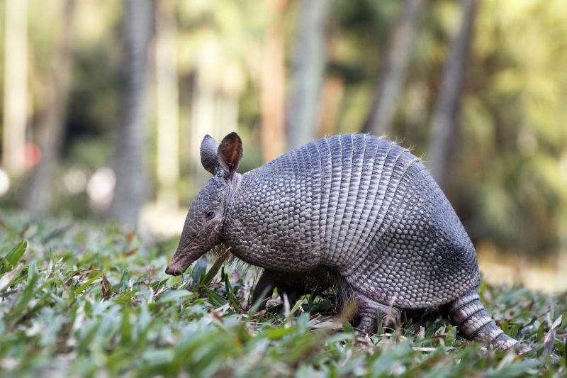 Prevent Armadillo Holes In Yards