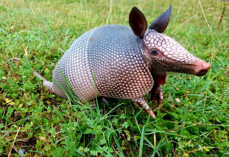 Why Armadillo Burrows Cause Long-Term Yard And Soil Damage
