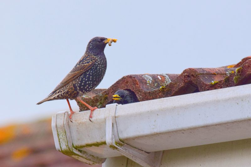 Bird nest in eaves