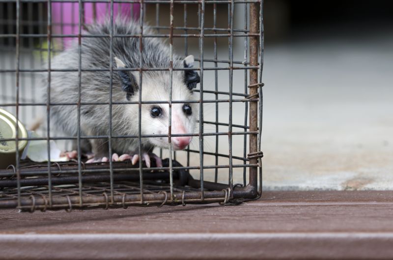 Opossum in crawl space