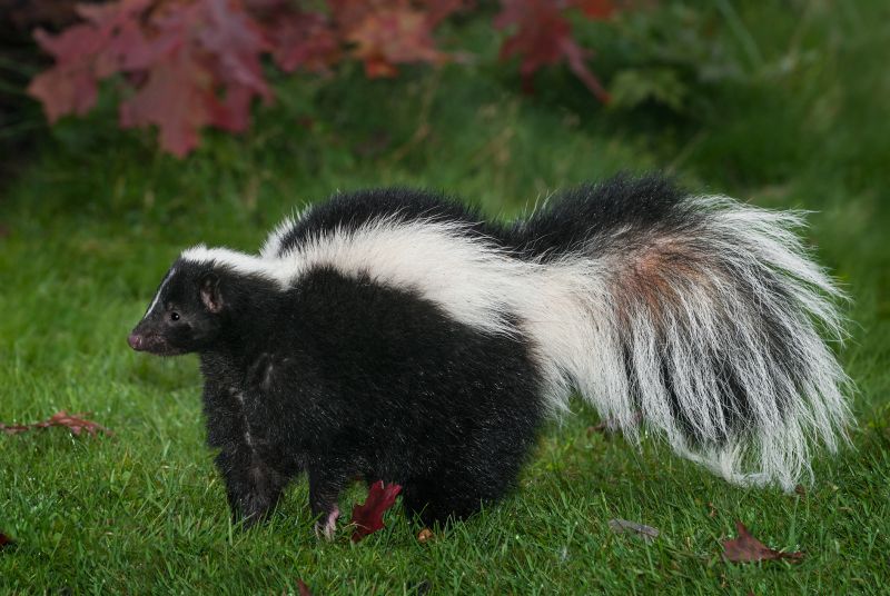 Skunk in yard