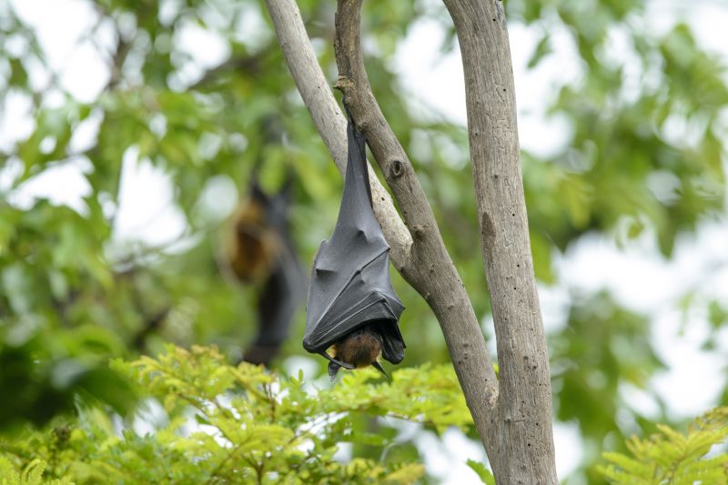 Bat colony