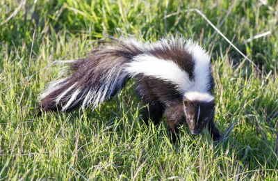 Skunk sightings