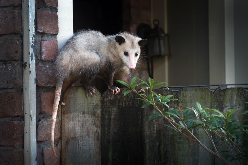 Opossum in yard
