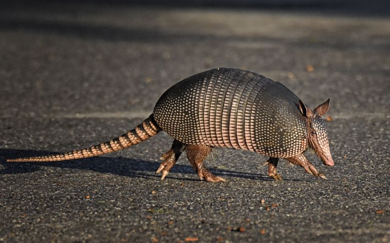 Armadillo Control Service Options